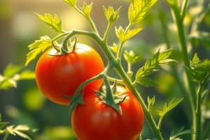 Biology: Hypothesis on Tomato Plant Growth