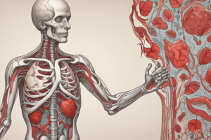 Anatomy of the Heart and Aorta