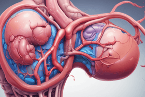 Renal Anatomy Overview