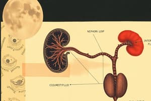 Urinary System: Nephron Loop and Interstitial Fluid