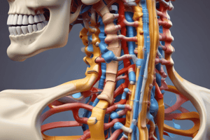 Ligamentos de la Columna Vertebral