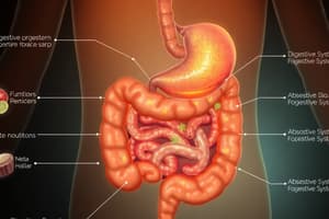 Functions of the Digestive System