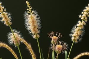 Grass Plant Structure and Inflorescence Types