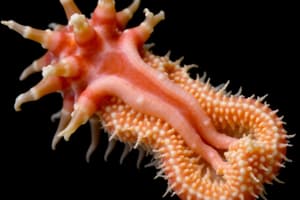 Echinoderms and chordates