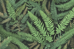 Fern Reproduction and Life Cycle