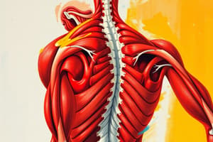 Movement Science Week 4 - Trunk Muscle Movements Review