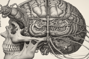 Human Brain vs Insect Brain Comparison