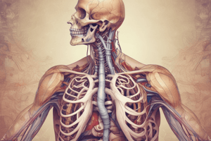 Diaphragm Anatomy