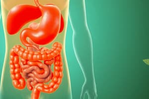 Human Digestive System Overview