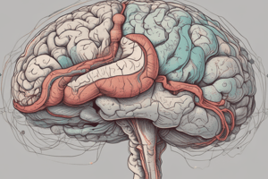 Brain Anatomy: Midsagittal View