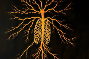 Autonomic Nervous System Overview