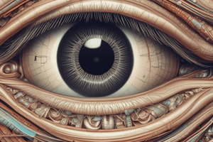 Anatomy of the Eye: Structures and Layers