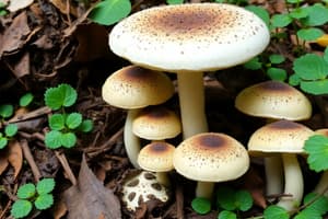 Mushroom Toxicity and Plant Poisoning