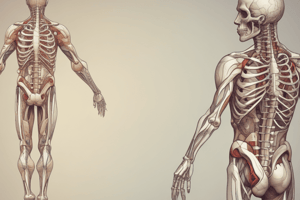 Human Body: Location of Heart and Lungs