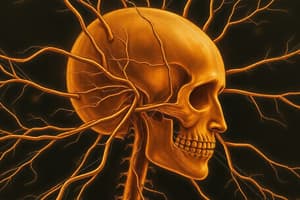 The Human Nervous System Quiz