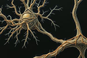 Fundamentals  of the Nervous System