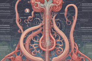 Kidney Anatomy and Function Quiz