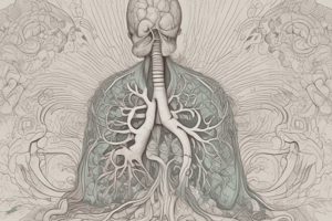 Abnormal Breath Sounds in Respiratory Anatomy