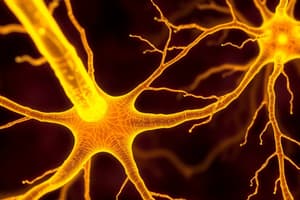 Nervous Tissue and Nerve Conduction Quiz