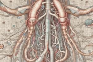 Excretory System Functions