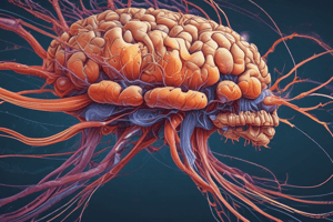 Neuronas y Neuroglía en el Sistema Nervioso