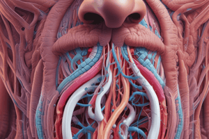 Respiratory System: Nose Anatomy and Functions