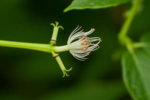 Flowering Plant Sexual Reproduction