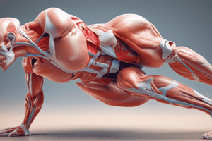 Muscle Anatomy of Lower Body Extremity (Thigh & Hip)