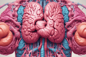 Human Digestive System Organs