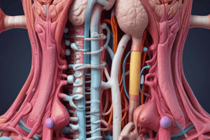 Digestive System Nerve Supply and Structure Quiz