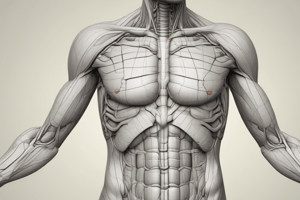 Anatomy LE 4: Abdomen in General