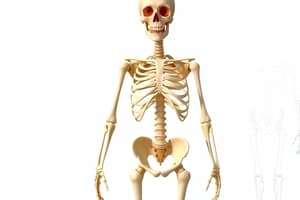 The Human Skeleton Overview