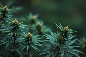 Cannabis: An Overview and Its Effects