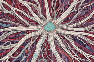 Myelination and Myelin Sheath Formation