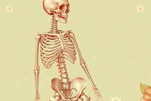 Human Skeleton Overview and Bone Types