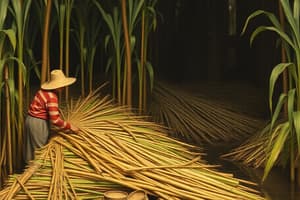 Sugar Cane Processing Overview