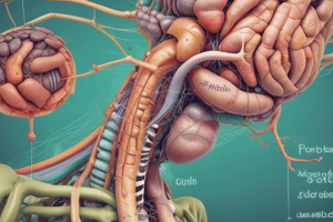 Gastrointestinal System and Coeliac Disease