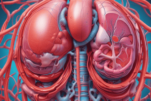 24.2 Gross Anatomy of the Kidney