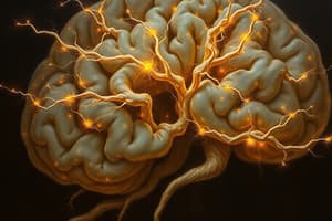 Neurulation and Synaptogenesis Quiz