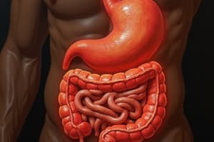 Digestión Humana: Estómago e Intestino