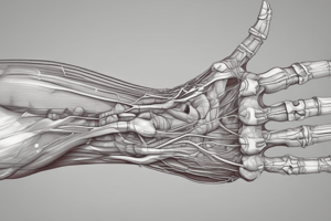 Anatomy of the Forearm Muscles