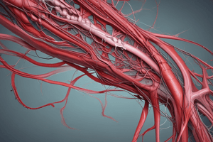 Anatomy of Arteries in Peripheral Vascular System