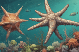 Biology Chapter 34: Characteristics of Echinoderms