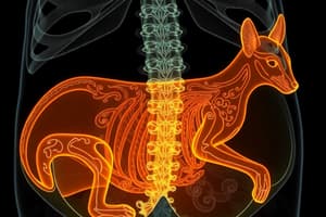 Abdominal Imaging in Small Animals