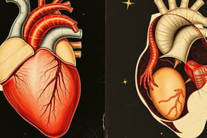 Cardiac Development Process