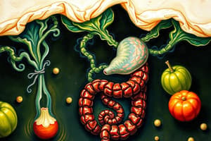 Digestive System Overview