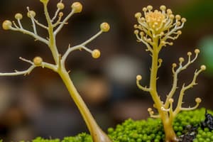 Fungal Hyphal Branching Quiz