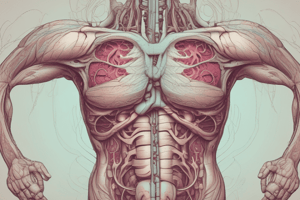 Macroanatomy Review 2: The Mesentery