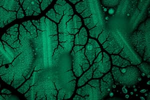 Biological Microscopy: Course Logistics