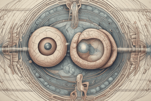 Human Embryonic Development Quiz